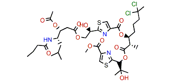 Lyngbyabellin F